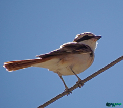 Lanius phoenicuroides