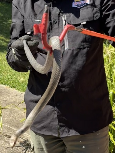 Eastern Brown Snake sighting