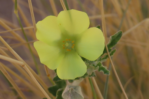 Grielum sinuatum (Grielum sinuatum)