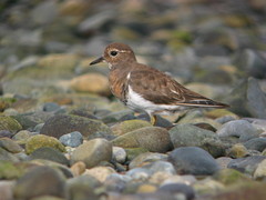 Charadrius modestus