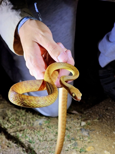 Brown Tree Snake sighting
