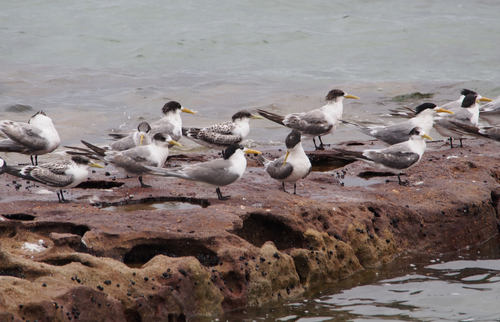 Great Crested Tern