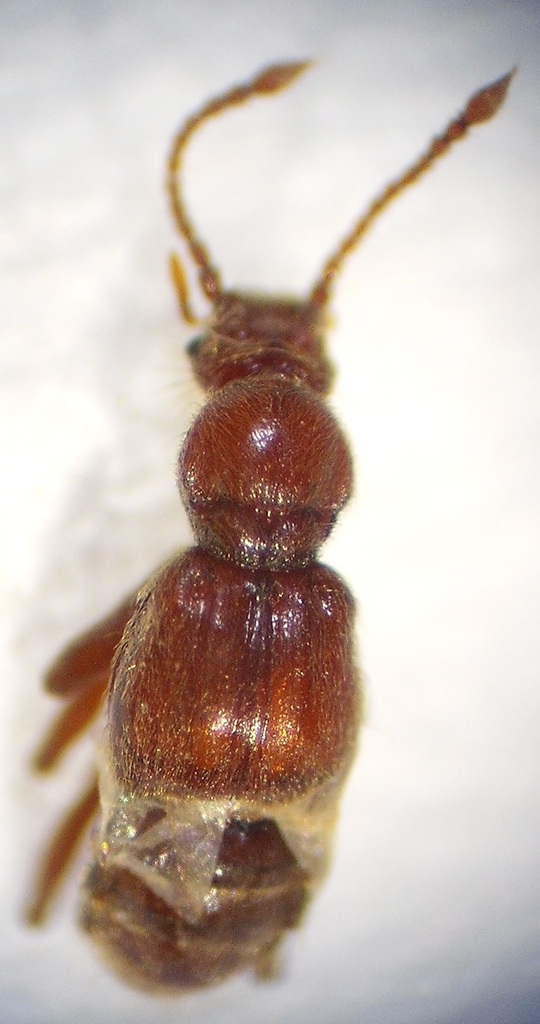 Zeadalmodes