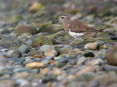 Charadrius modestus