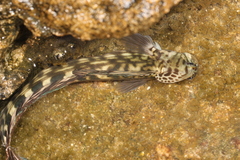 Steindachner's Rockskipper photo 2