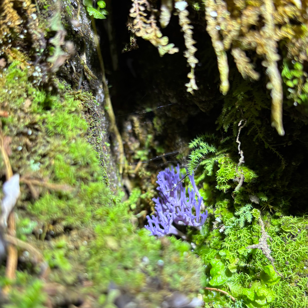 Ramariopsis pulchella · September 2025 · photo: © otteremma (iNaturalist, cc-by-nc)