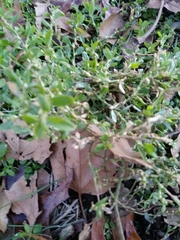 Polygonum aviculare