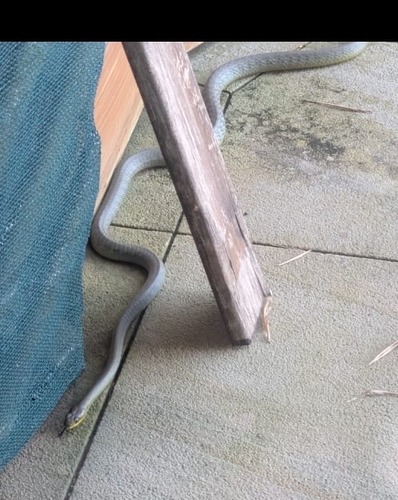 Common Tree Snake sighting