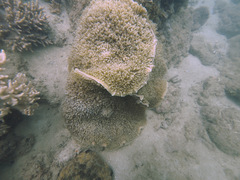 Amplexidiscus fenestrafer