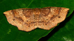 Metarranthis angularia