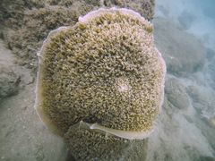 Amplexidiscus fenestrafer