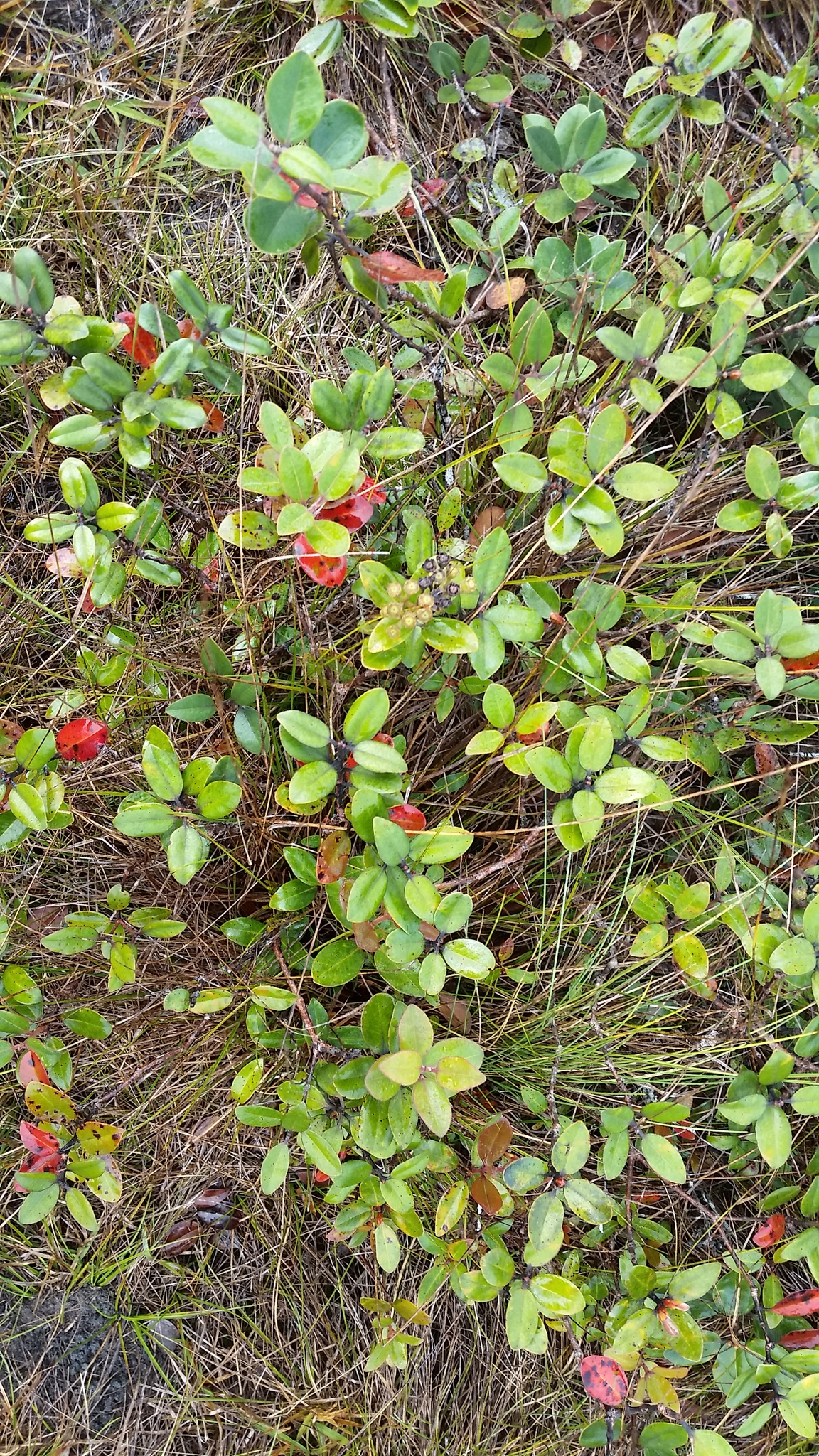 Metrosideros polymorpha var. pumila