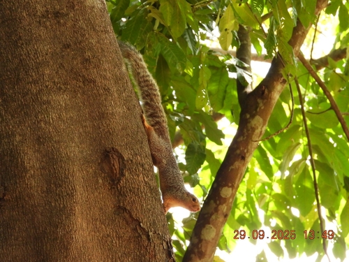 Zanj Sun Squirrel