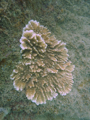 Sinularia brassica image