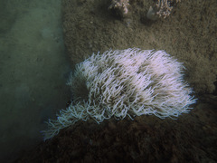 Heteractis crispa