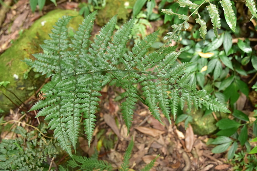Dryopteris hasseltii observed 2025-09-16