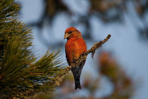 Red Crossbill, photo 8 of 10