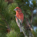 Red Crossbill - Photo (c) Sergey Pisarevskiy, some rights reserved (CC BY-NC-SA)