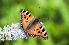 Aglais urticae chinensis