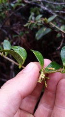 Alyxia stellata
