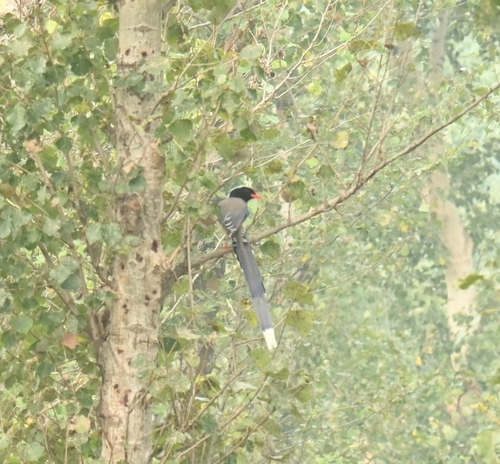 Red-billed Blue-Magpie