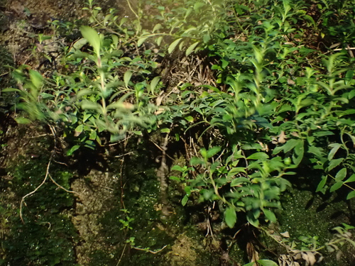 Martin's Speedwell (Veronica melanocaulon)