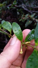 Alyxia stellata