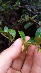 Alyxia stellata