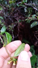 Alyxia stellata