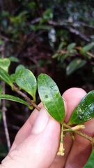Alyxia stellata