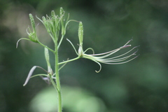 Cleome viridiflora