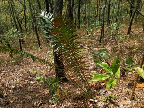 Encephalartos manikensis, photograph 6