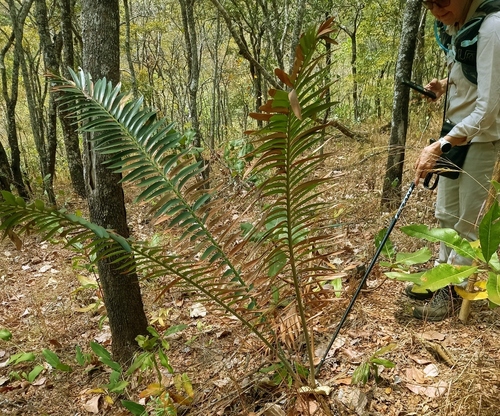 Encephalartos manikensis, photograph 5