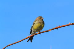 Carduelis citrinella