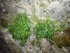 Wahlenbergia matthewsii