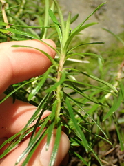 Wahlenbergia matthewsii, photograph (c) Benjamin Lavin, some rights reserved (CC BY)