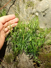 Wahlenbergia matthewsii, photograph (c) Benjamin Lavin, some rights reserved (CC BY)