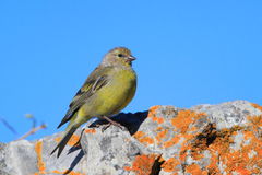 Carduelis citrinella
