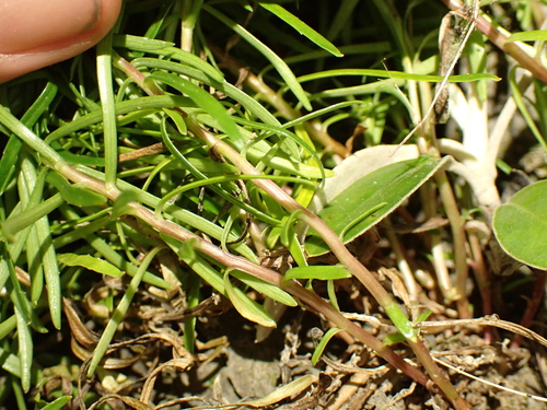 Wahlenbergia matthewsii, photograph 5