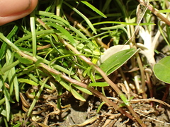 Wahlenbergia matthewsii, photograph (c) Benjamin Lavin, some rights reserved (CC BY)