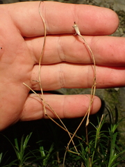 Wahlenbergia matthewsii, photograph (c) Benjamin Lavin, some rights reserved (CC BY)