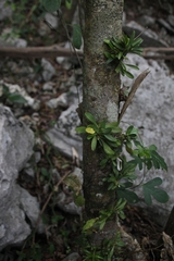 Specklinia tribuloides