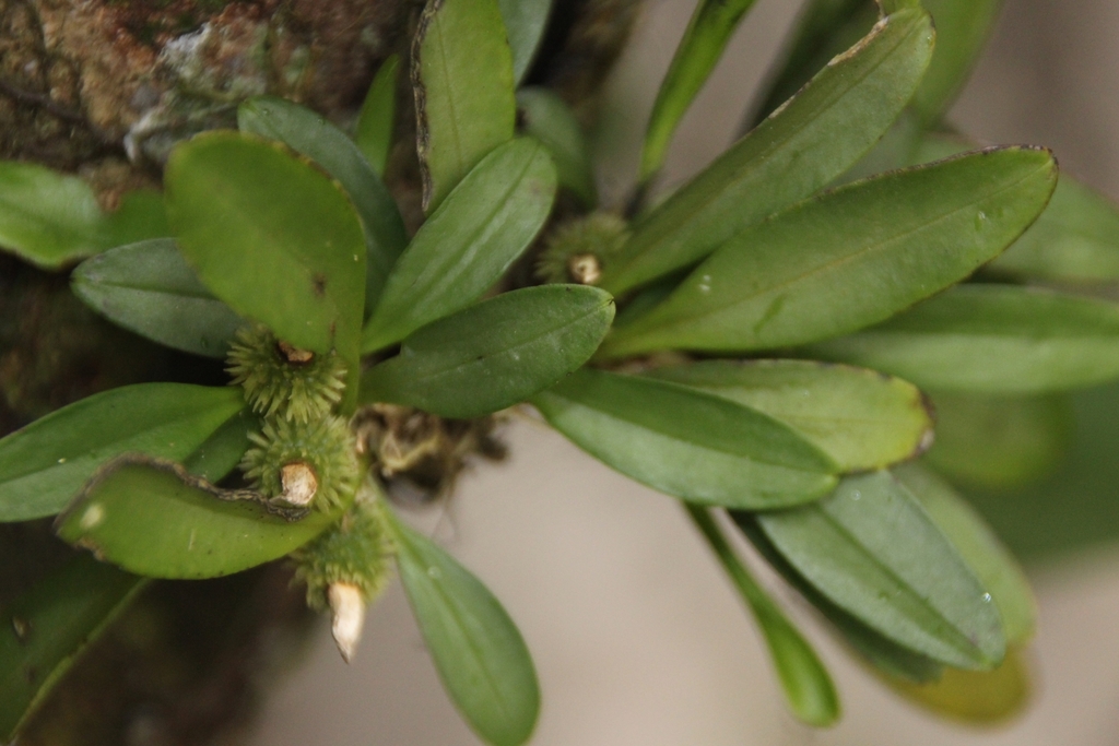 Specklinia tribuloides; photograph (c) Dayron Breto, some rights reserved (CC BY)