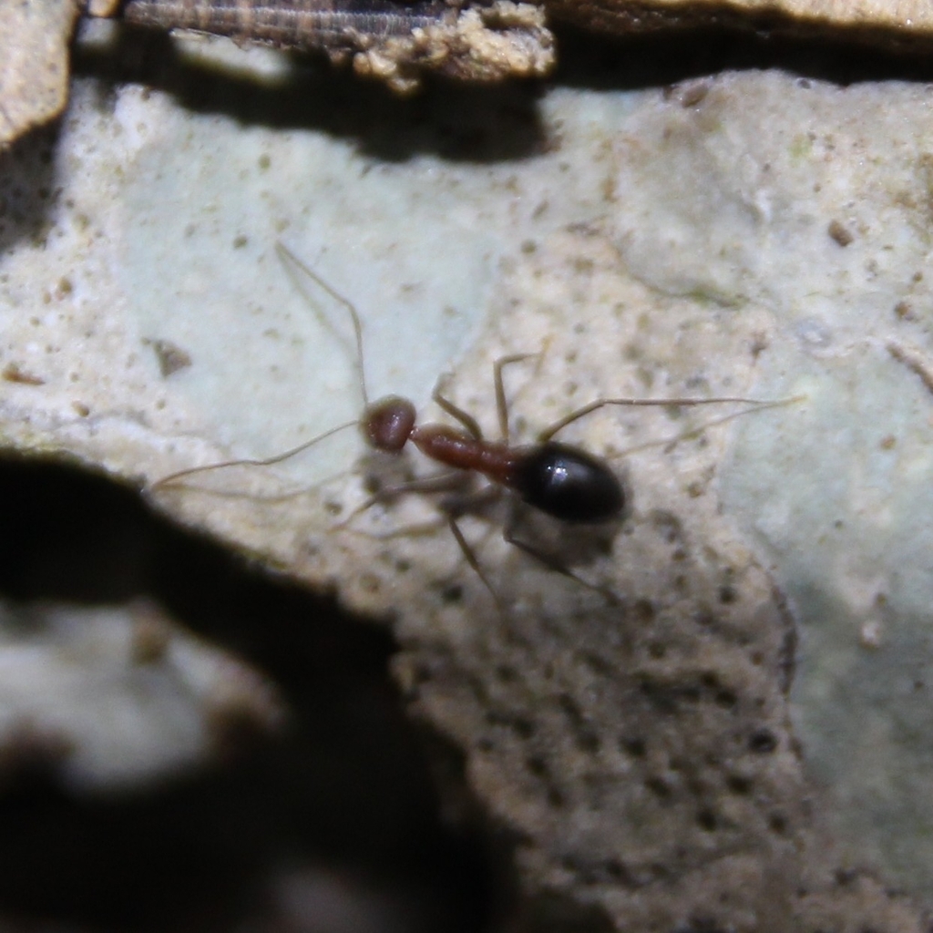 Zatania gibberosa