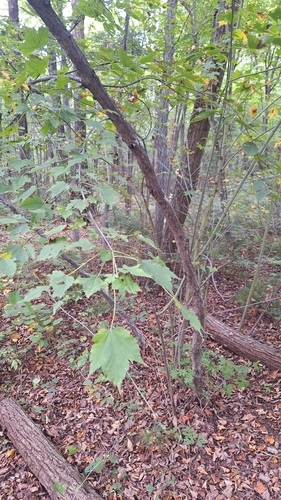 bearded maple (Acer barbinerve)