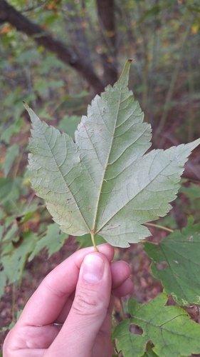 Acer barbinerve, photograph 3