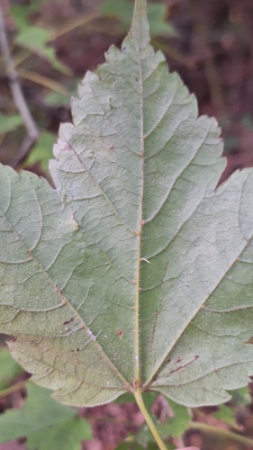 Acer barbinerve, photograph 4