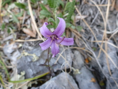 Campanula aurita