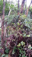 Alyxia stellata
