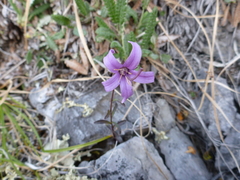 Campanula aurita